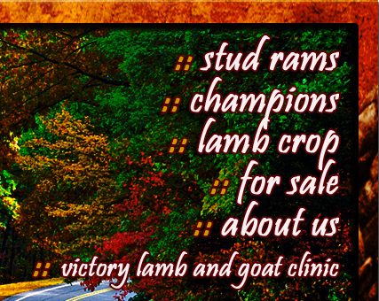 Maye Club Lambs